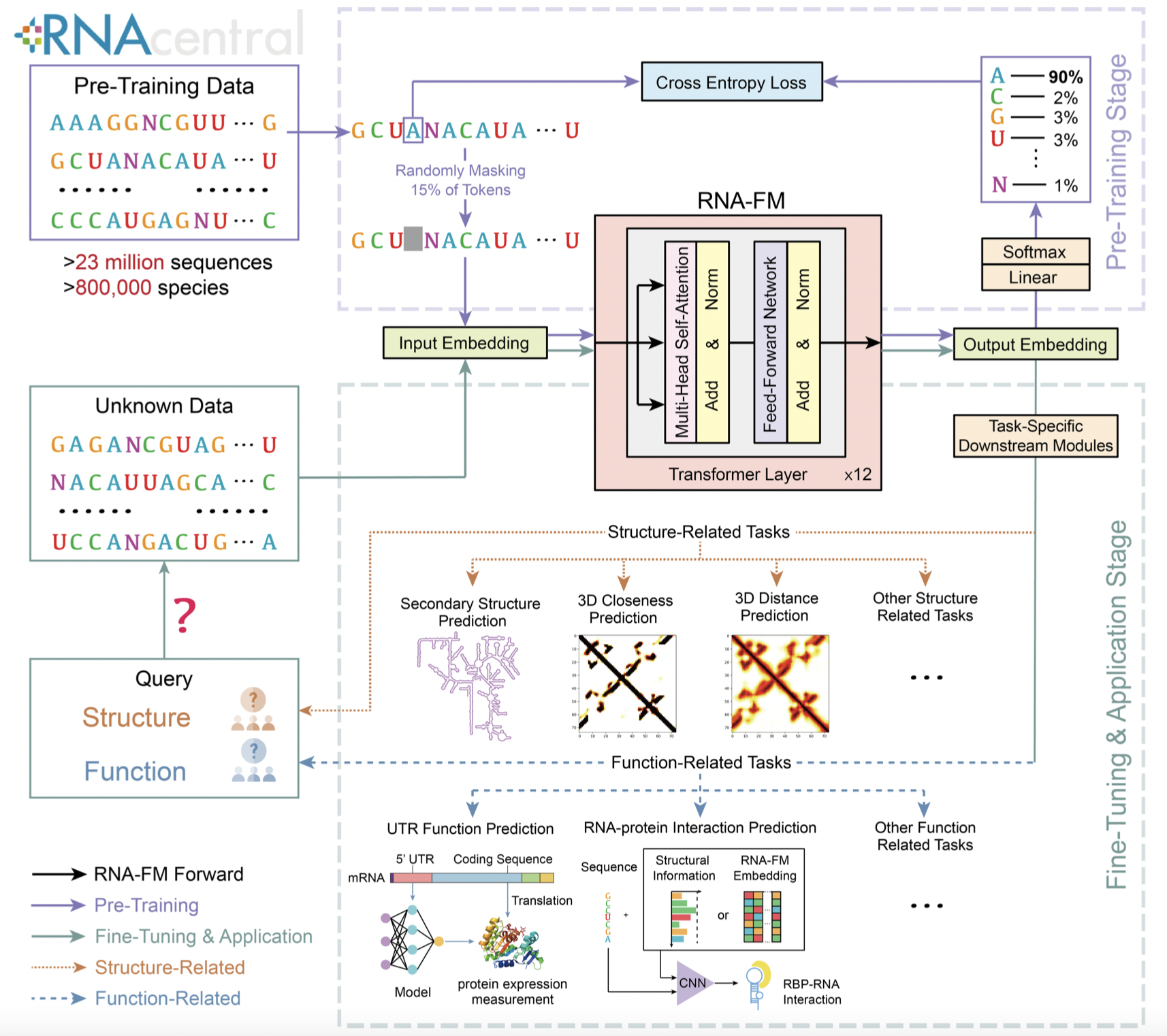 Interpretable RNA Foundation Model from Unannotated Data for Highly Accurate RNA Structure and Function Predictions